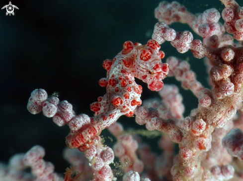 A Hippocampus Bargibanti | Pygmy Seahorse