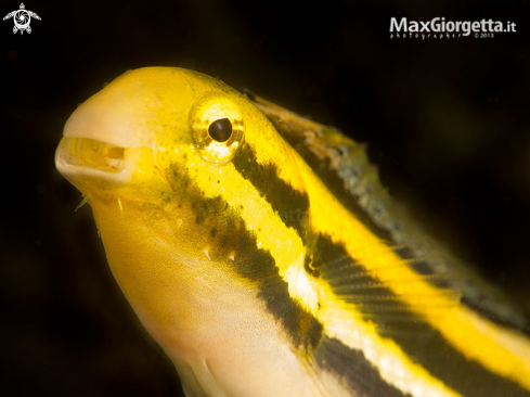 A Shorthead Fangblenny 