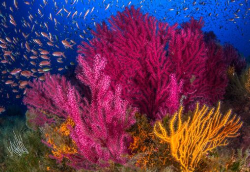 Diving in Sorrento Coast