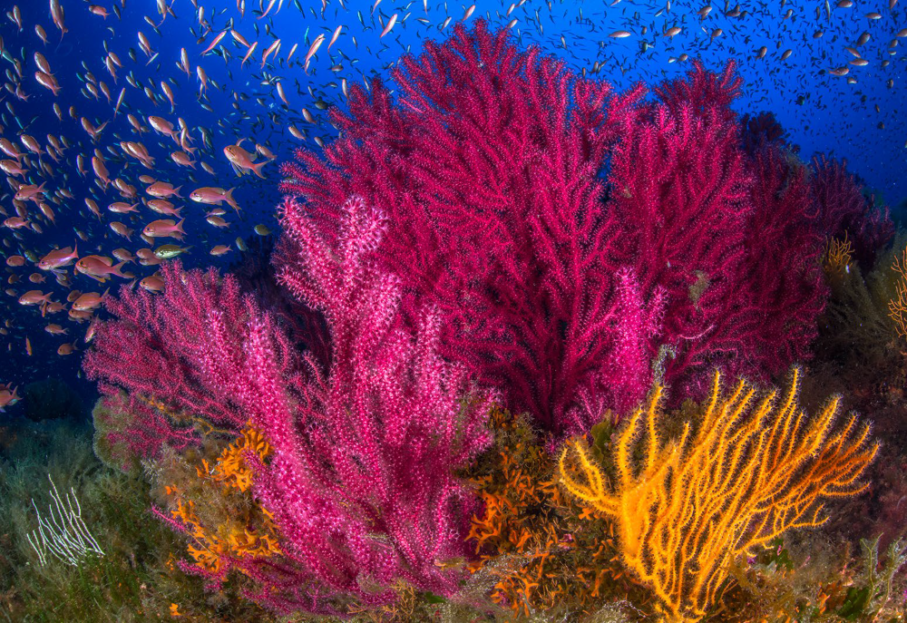 Diving in Sorrento Coast