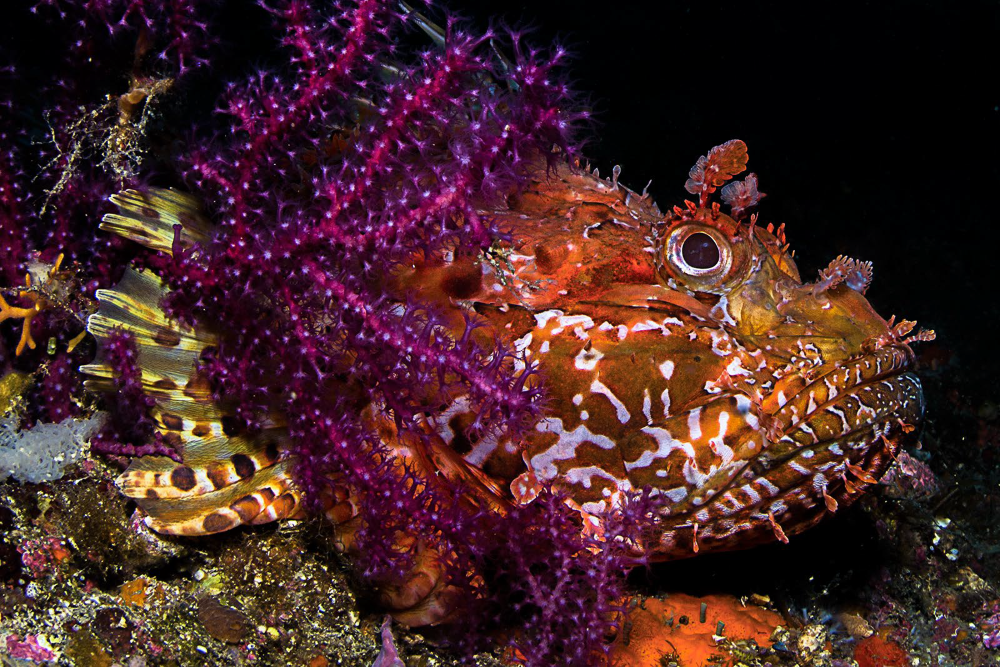 Marine species in Sorrento