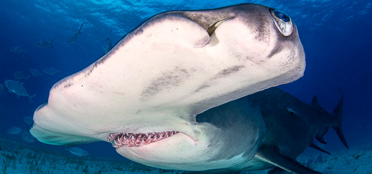 Hammerhead Shark in Bimini Atoll