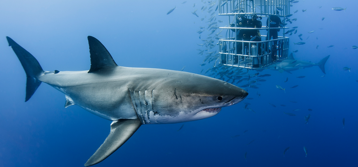 Diving with shark