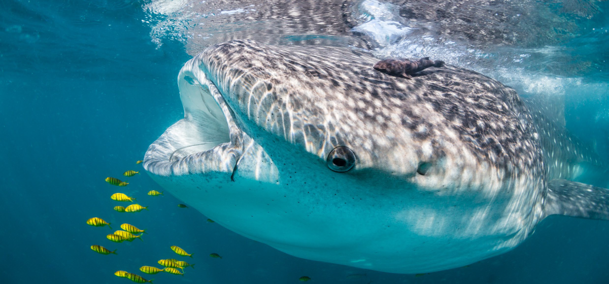 Whale shark