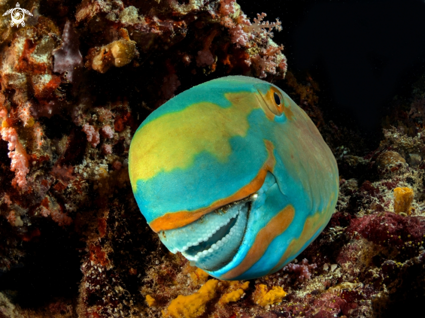 Smiling Parrotfish