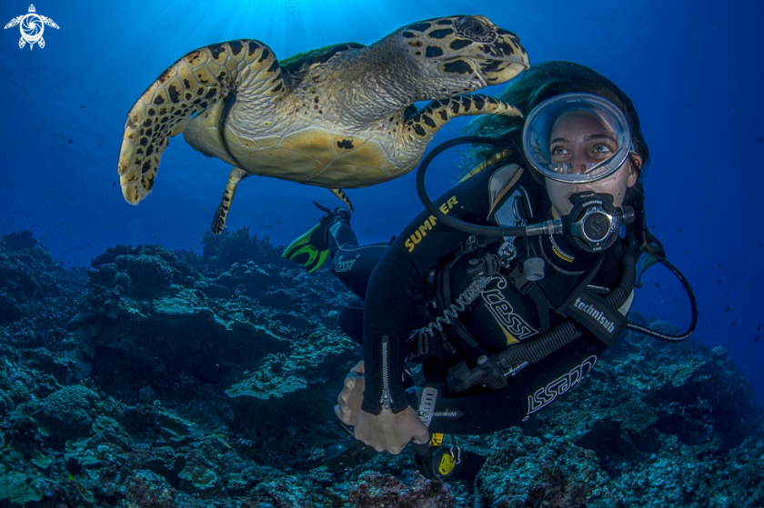 Diver & Turtle by Sergio Riccardo
