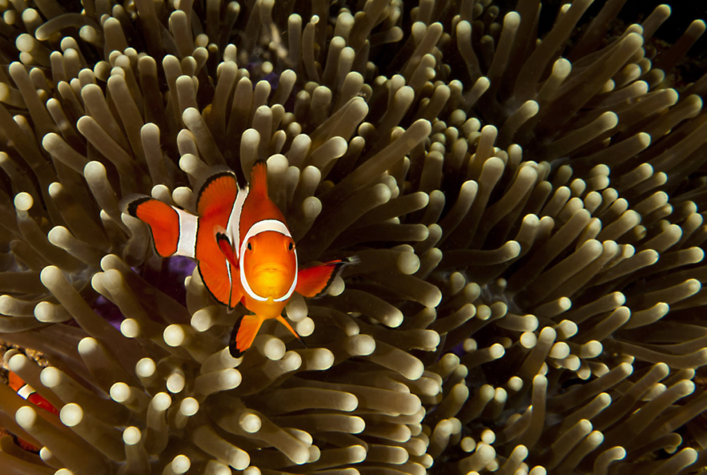 Clownfish and Anemone