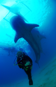 Whale shark