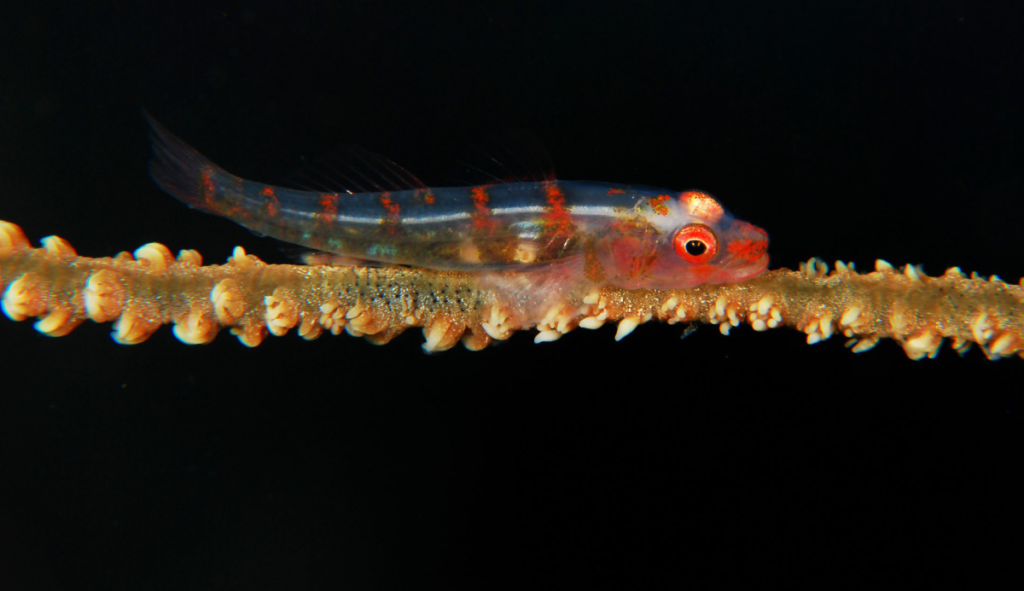 Goby