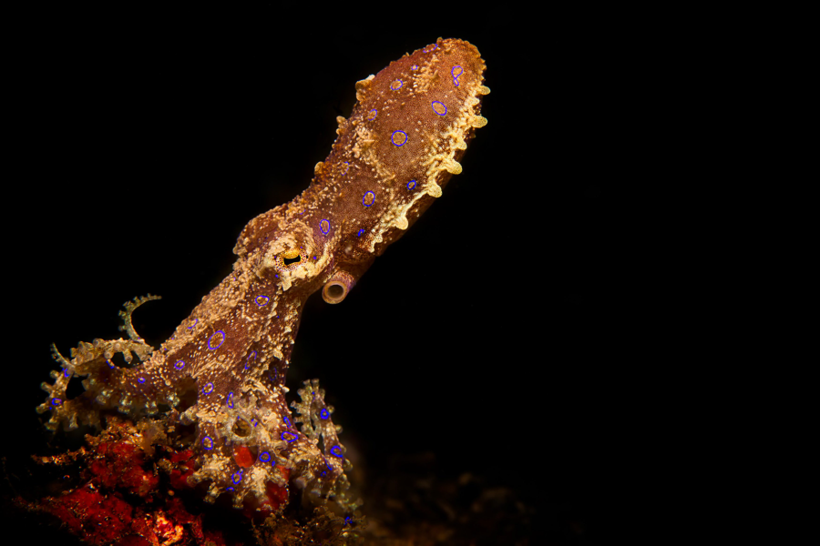 Blue Ringed Octopus