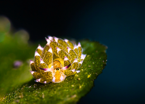 Nudibranch - Costasiella