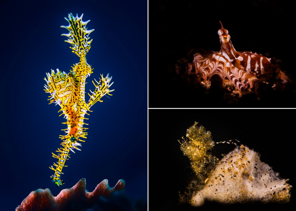 Muck diving critters