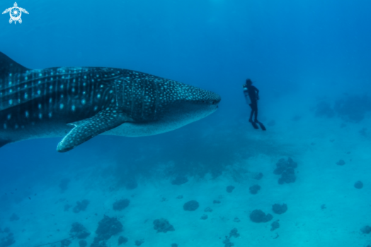 Whale shark and diver