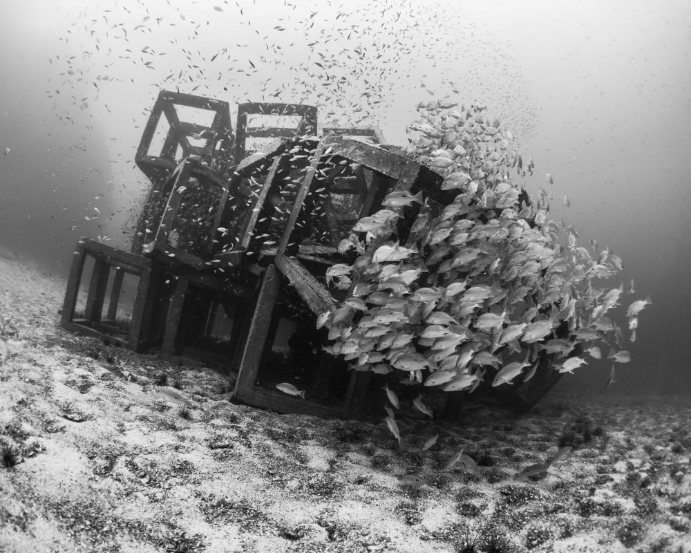 Black and white school of fish