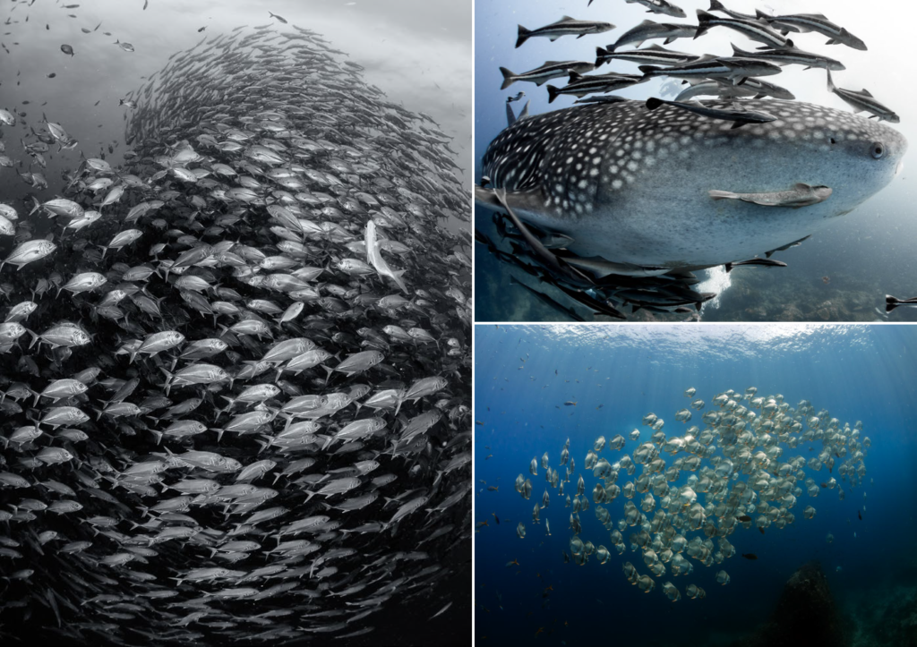 School of fish and Whale shark