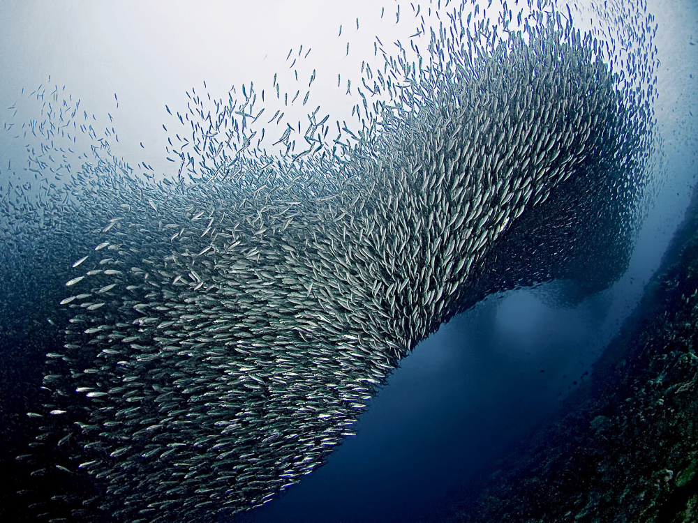 School of sardines