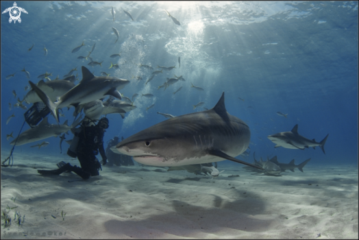 Lemonshark and tigersharks in Bahamas