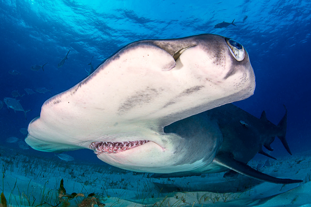 Hammerhead shark in Bimini Atoll