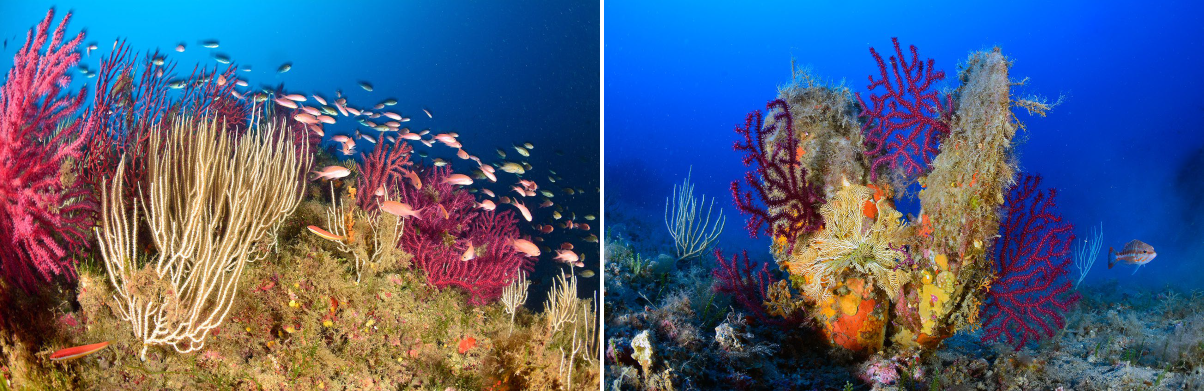 Reef and sponge