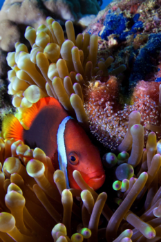 Clown fish in Puerto Galera