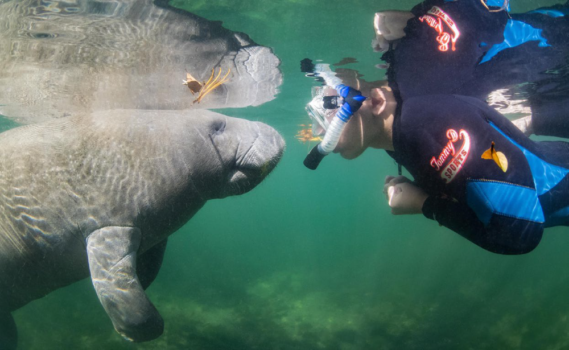 Manatee in Crystal River, Florida