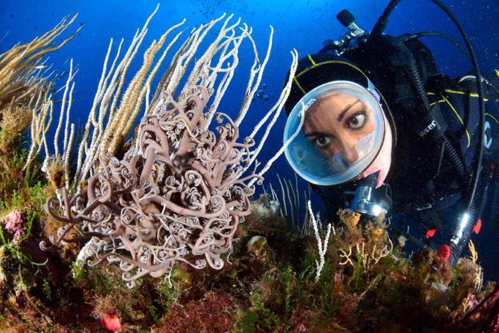 Looking at gorgonians 