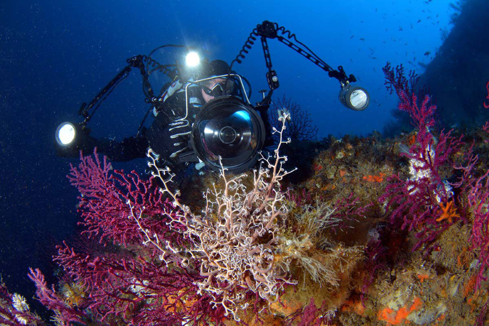 Shooting  a mediterranean gorgon starfish