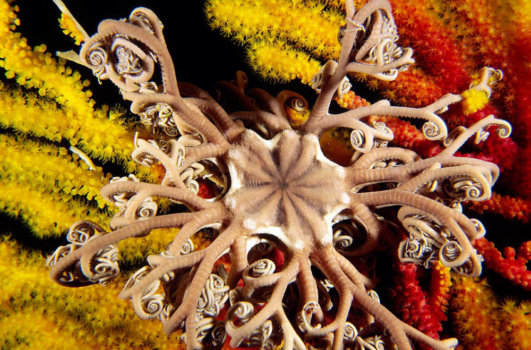 Mediterranean gorgon starfish