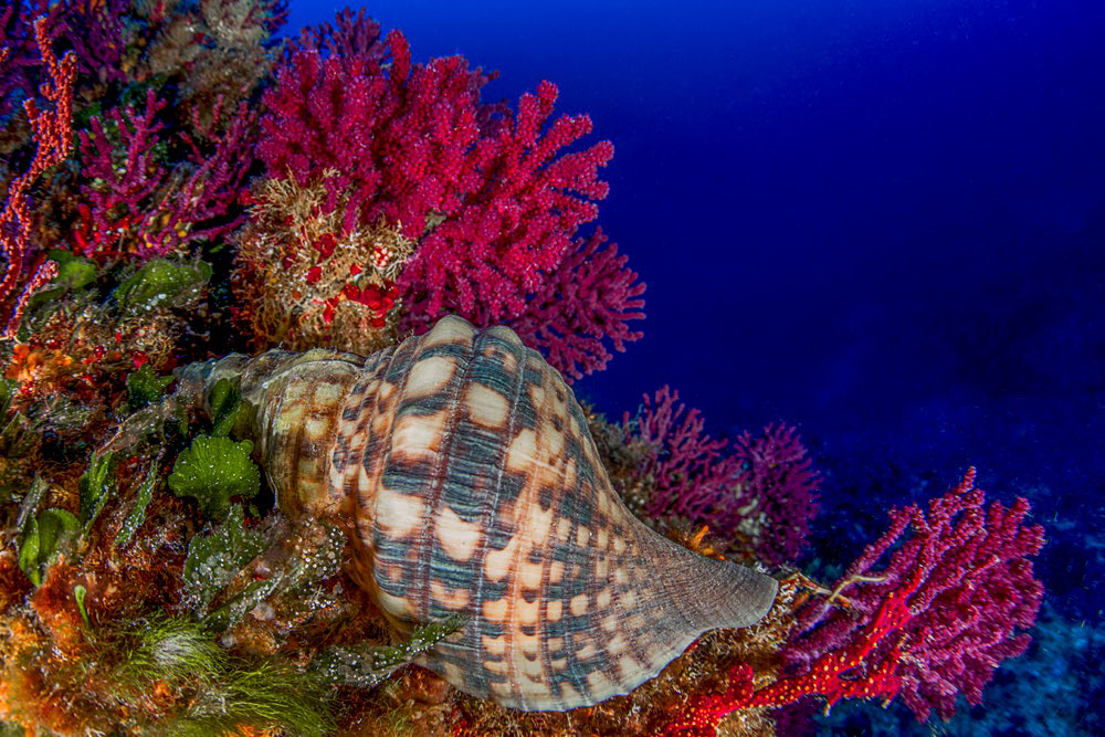 Shell in Mediterranean sea - Marettimo