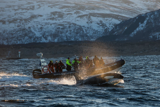 Orcas in Norway