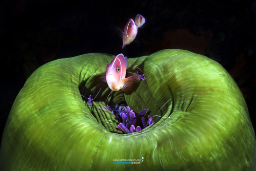 Diving in Papua New Guinea