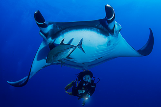 Manta Ray in Revillagigedo Archipelago