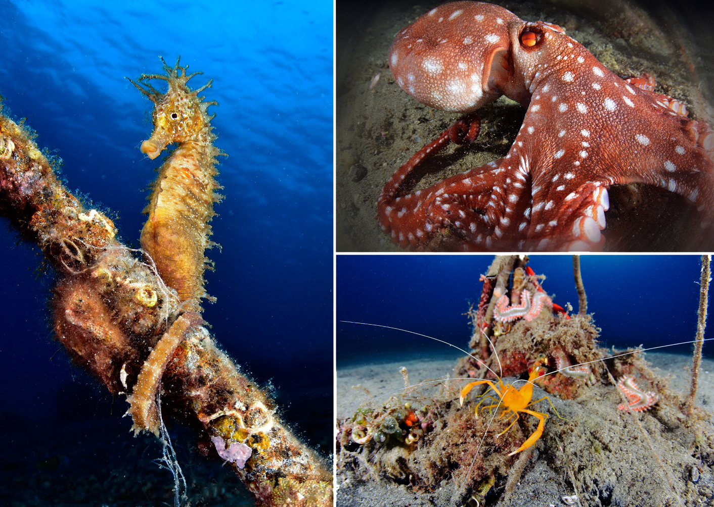 Seahorse, octopus and shrimp