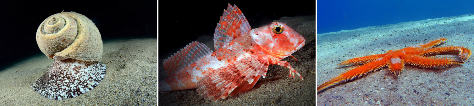 The sand is inhabited by many organisms