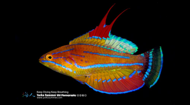 Wrasse fish