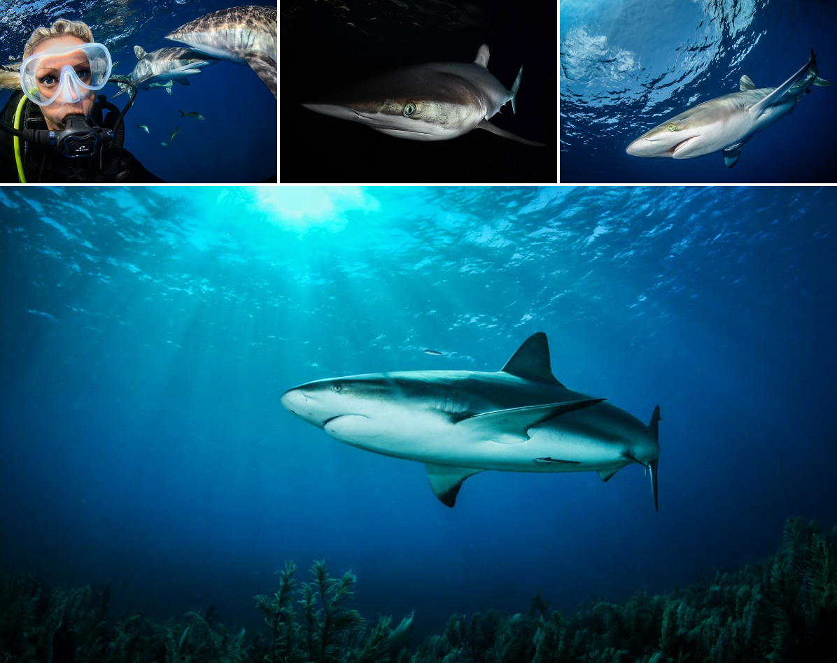 Sharks in Cuba - Carribean Sea