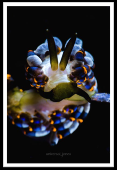 Nudibranch Cuthona sp. 13 in Anilao - Philippines