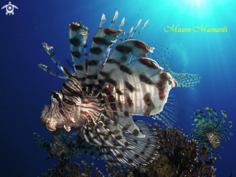 Lionfish