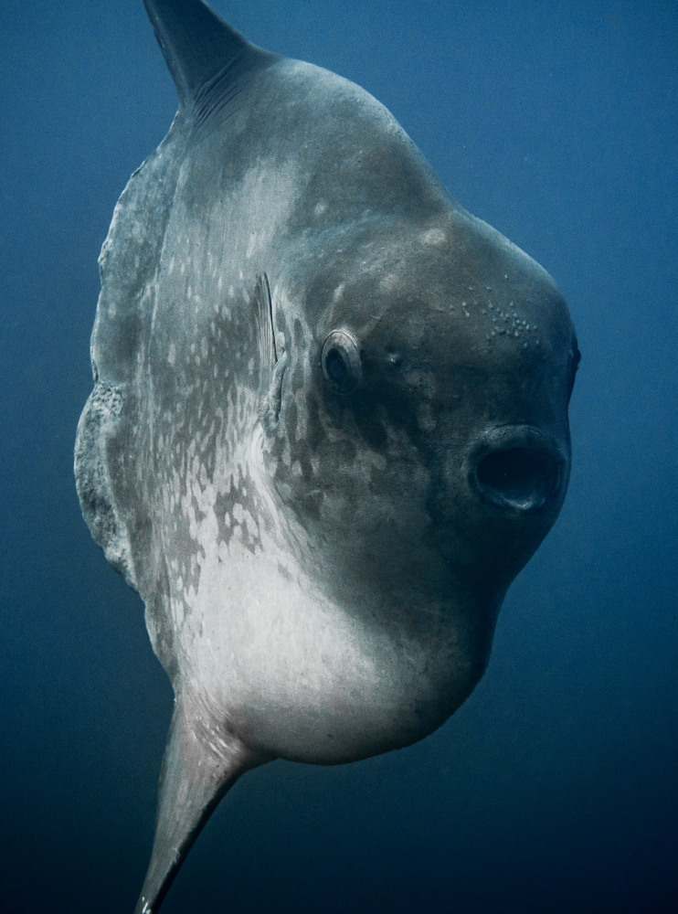 Underwater photography - Mola in Bali