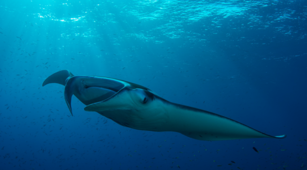 Manta Ray Papua Raja Ampat