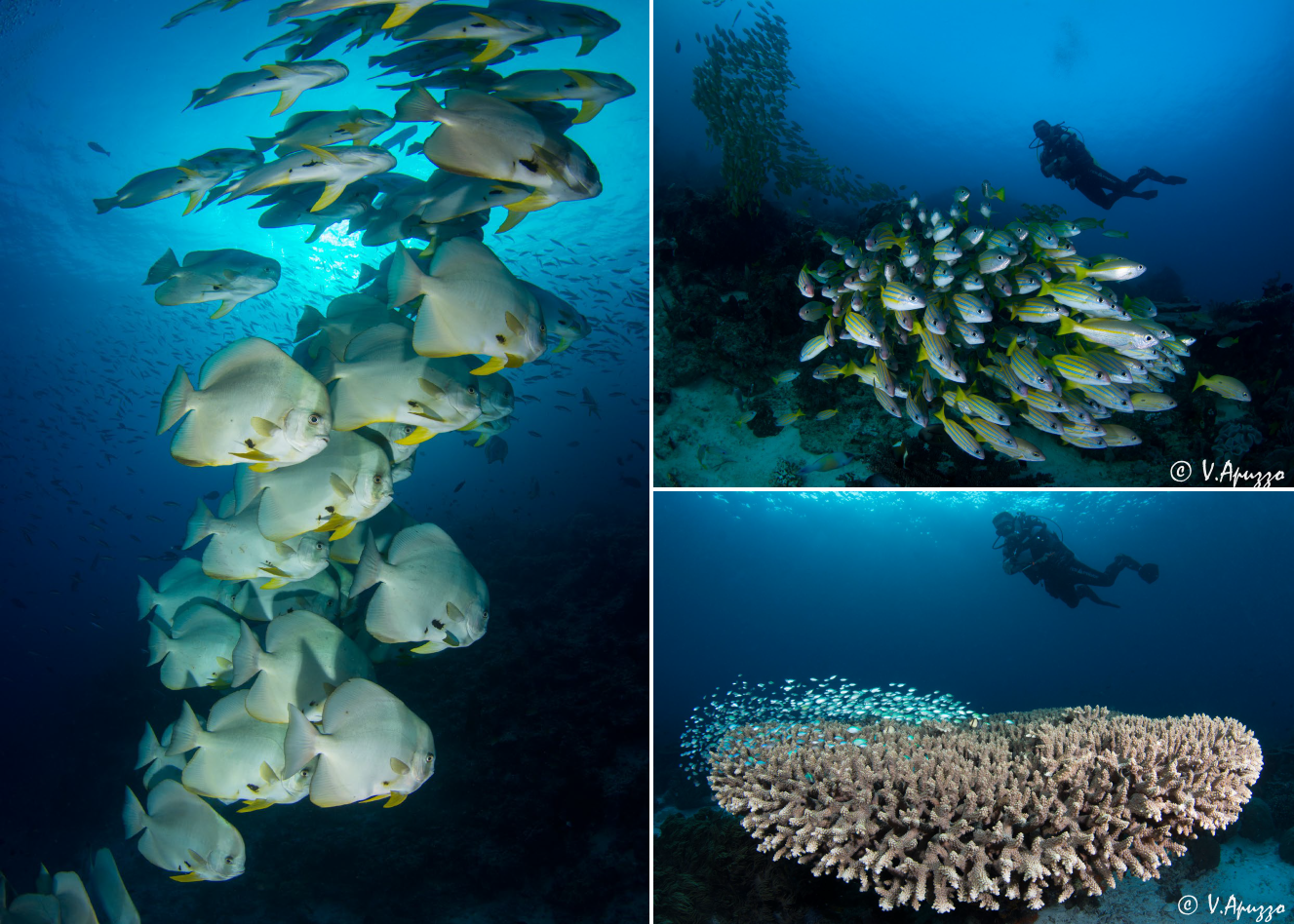 Diving and underwater photography in Papua Raja Ampat