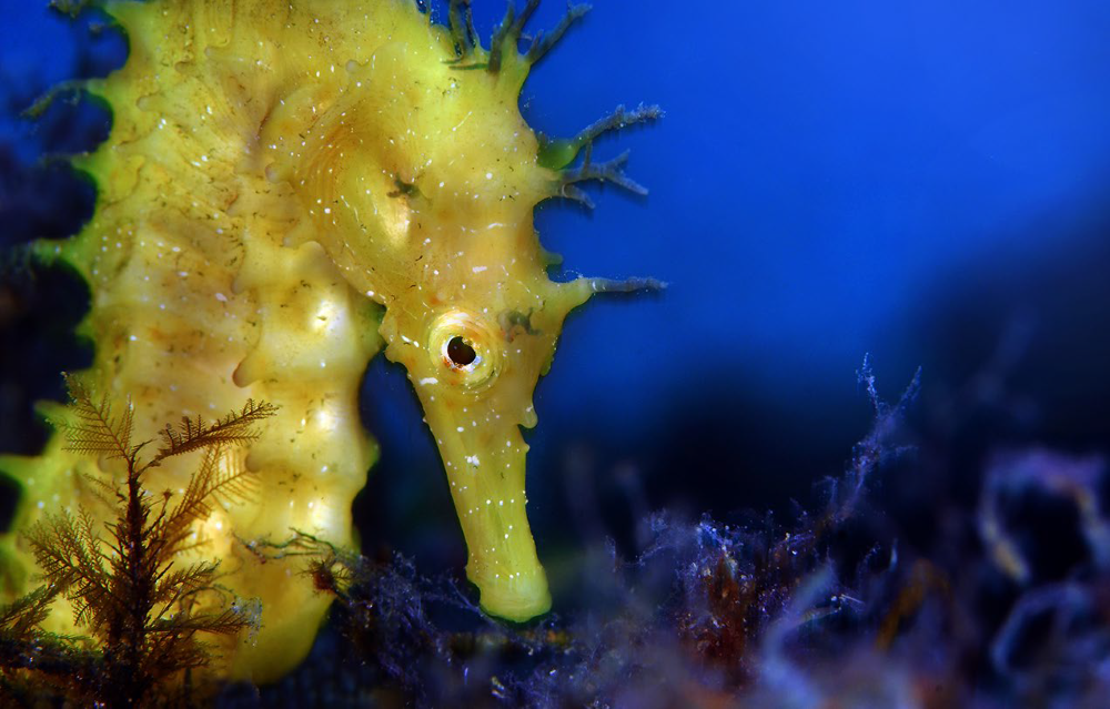 Seahorse eyes