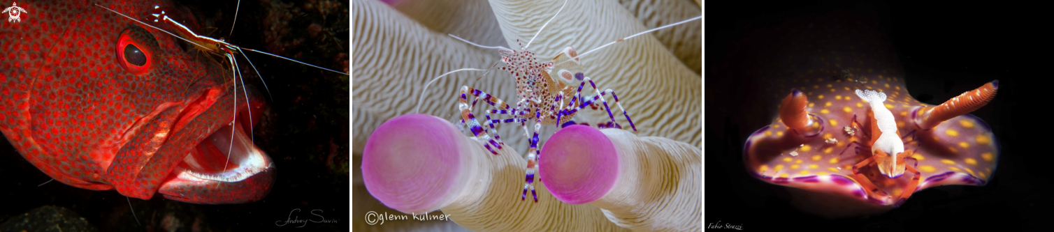 Different shrimps