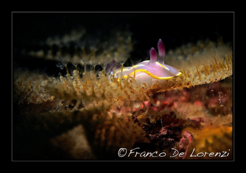 Sea slug in northen Adriatic