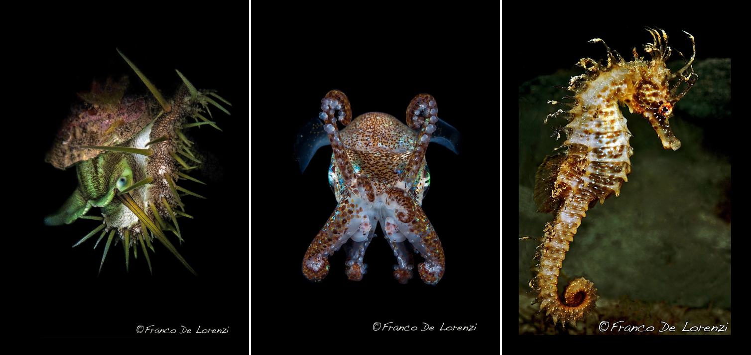 Critters of the northern Adriatic sea