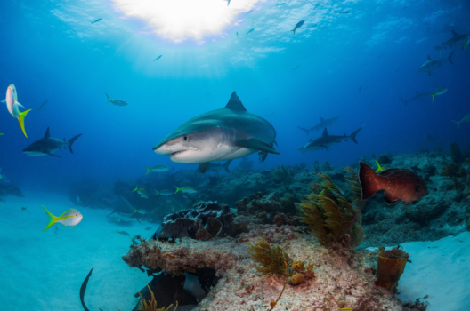 Shark diving in Tiger Beach