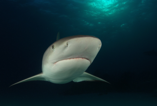 Shark in Tiger Beach - Bahamas