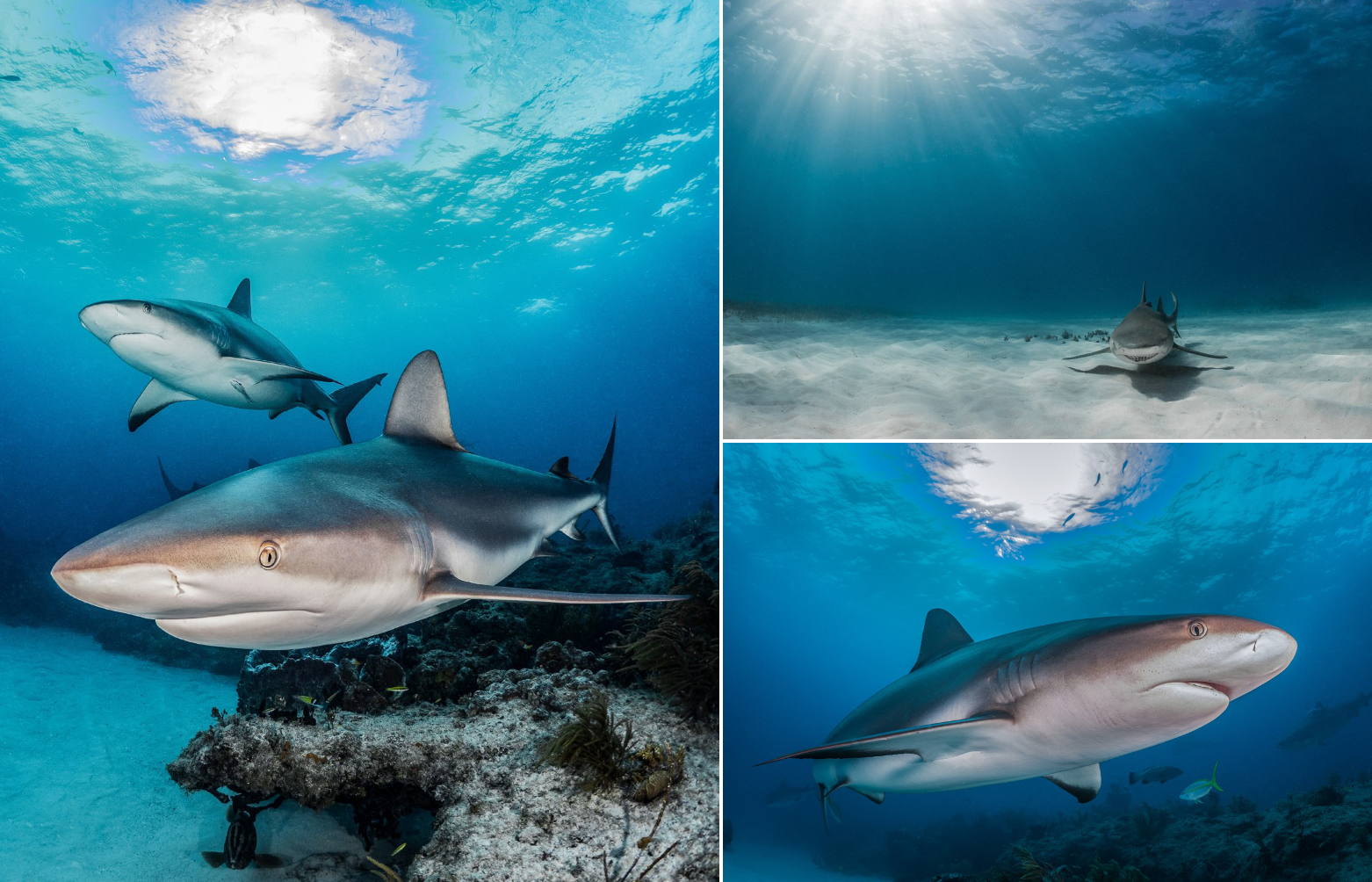 Tips for unique sharks underwater photos