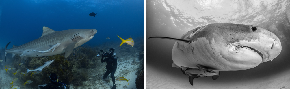 Diving and underwater photography in Tiger Beach in Grand Bahama