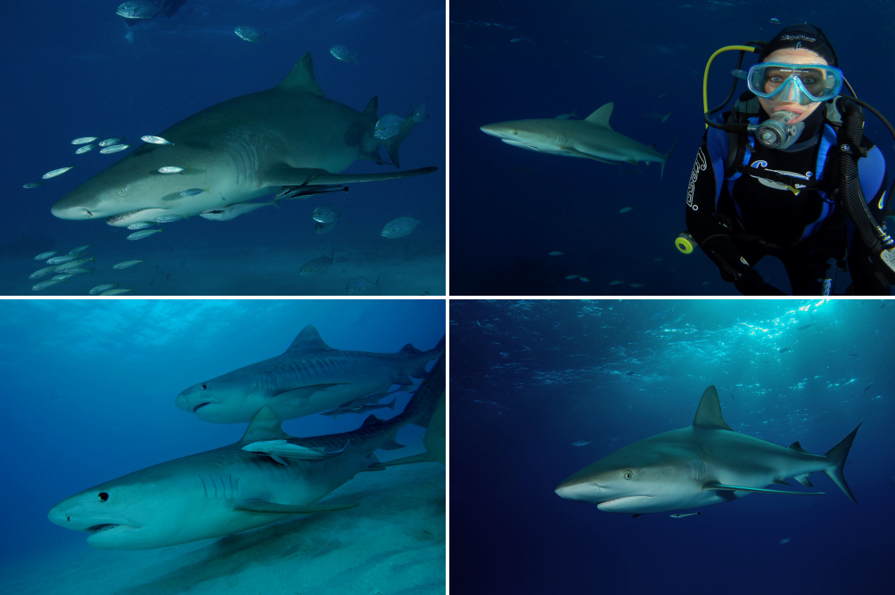 Tiger shark, Lemon shark, Nurse shark, Reef shark in Tiger Beach